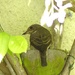 Spotted Flycatcher Feeding Chicks  by susiemc