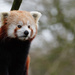 Red Panda by leonbuys83