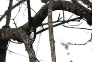 4th Jan 2015 - Downy Woodpecker