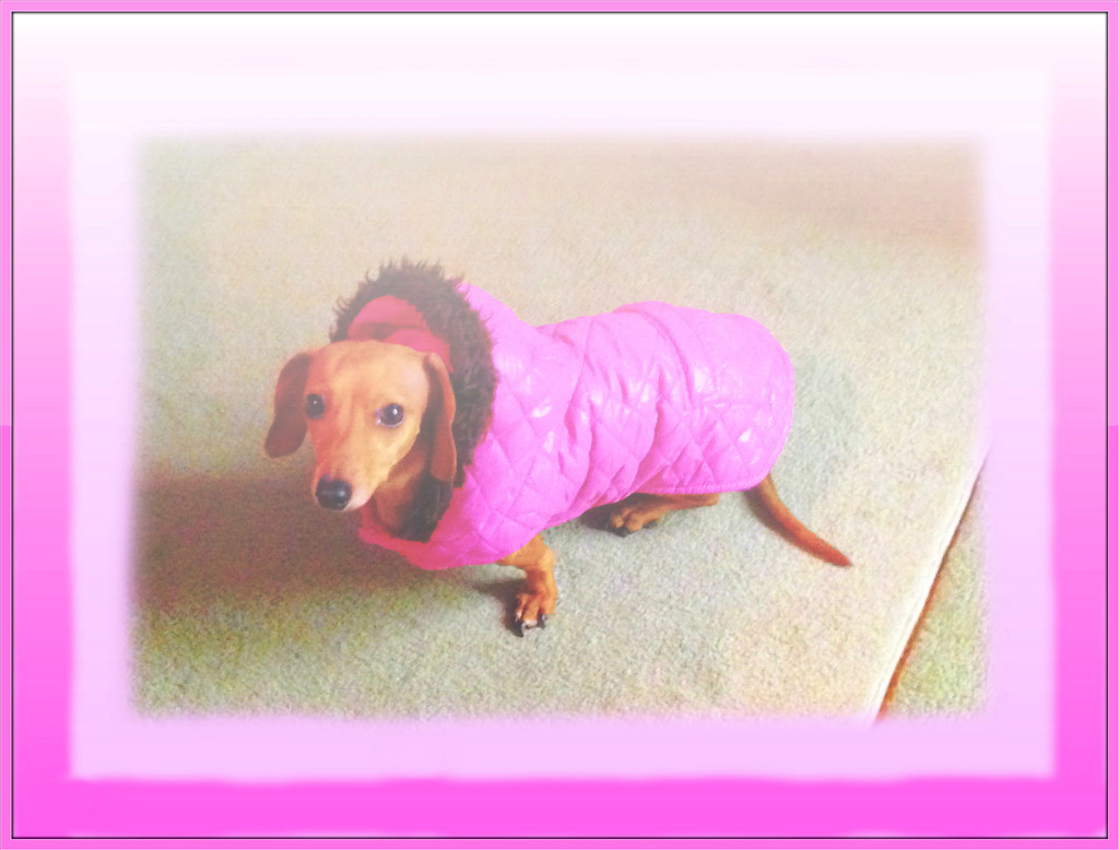 Dress-up Your Pet Day by marilyn