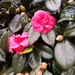 First Camellia in flower by jennymdennis