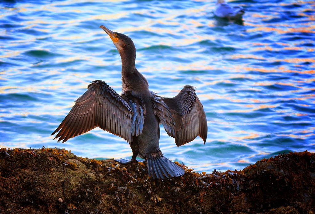 Cormorant by swillinbillyflynn