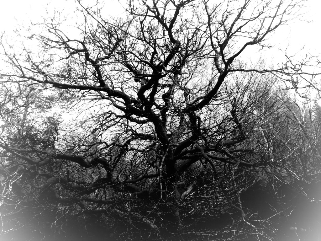 Lonely old Oak by countrylassie