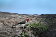 5th Jan 2015 - Yellow-billed Cardinal