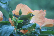 7th Jan 2015 - Japanese White-eye