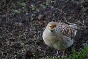 9th Jan 2015 - Francolin