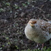 Francolin by kimmer50