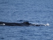 8th Jan 2015 - Resting Humpback