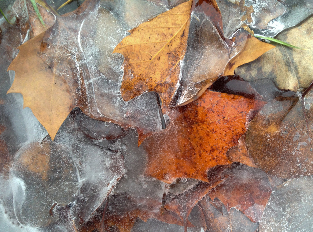 Frozen Fall by loweygrace