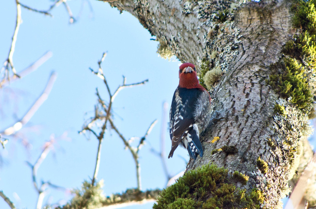 Red Breasted Sapsucker by vickisfotos