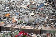 7th Jan 2015 - Female Northern Cardinal and Mourning Dove