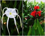 15th Jan 2015 - Spider Lily  and Canna Lily.