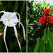 Spider Lily  and Canna Lily. by happysnaps