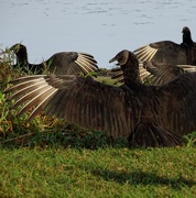 6th Jan 2015 - Black Vultures Sunning