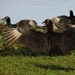 Black Vultures Sunning by annepann