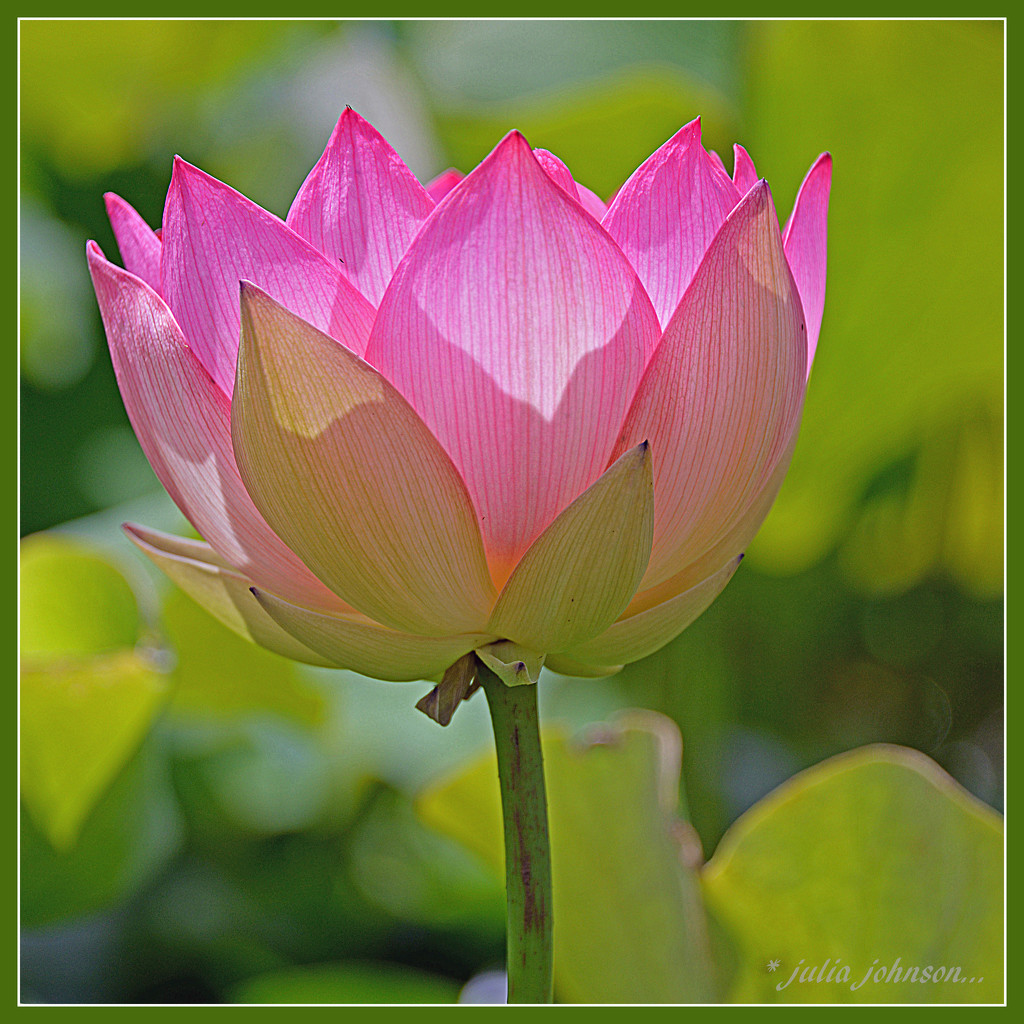 Lotus flower.. by julzmaioro