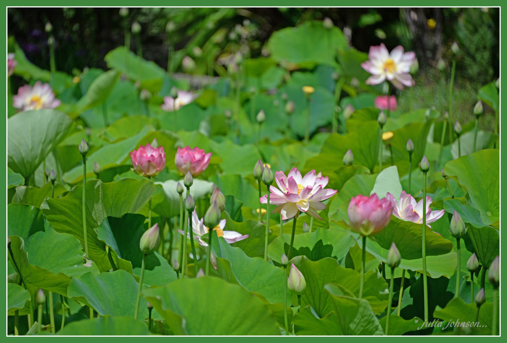 Lotus Ponds.. by julzmaioro