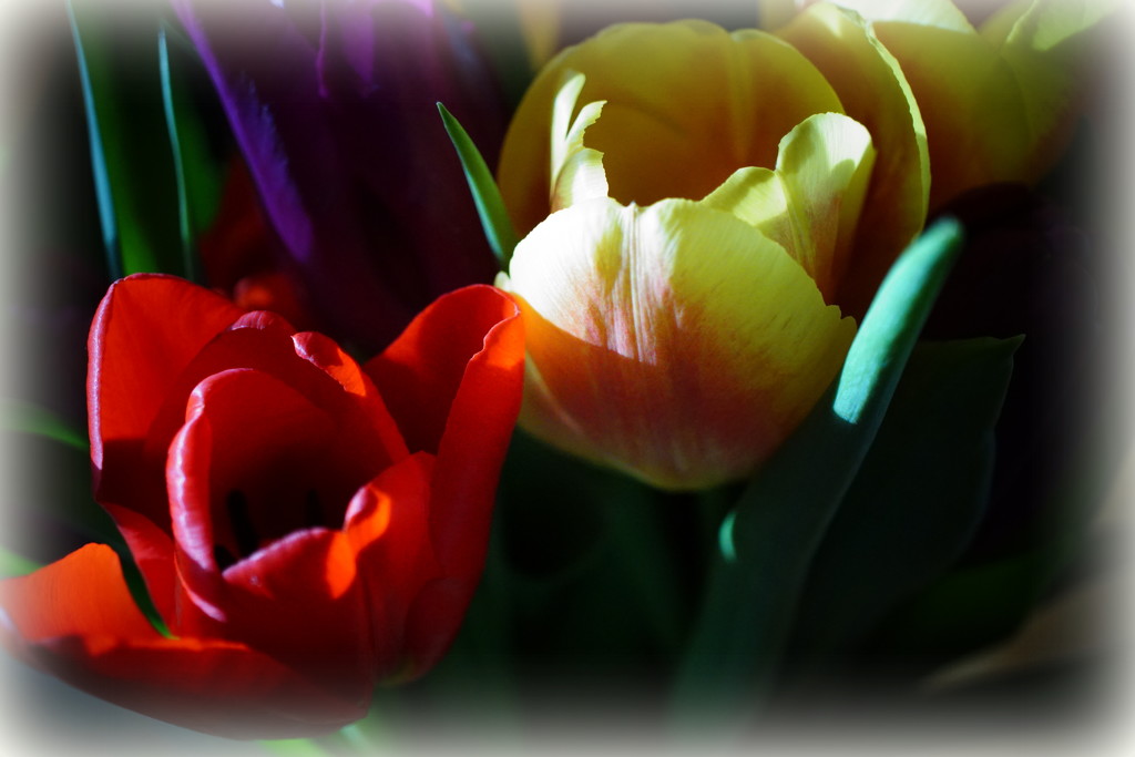 tulips in sunlight by quietpurplehaze