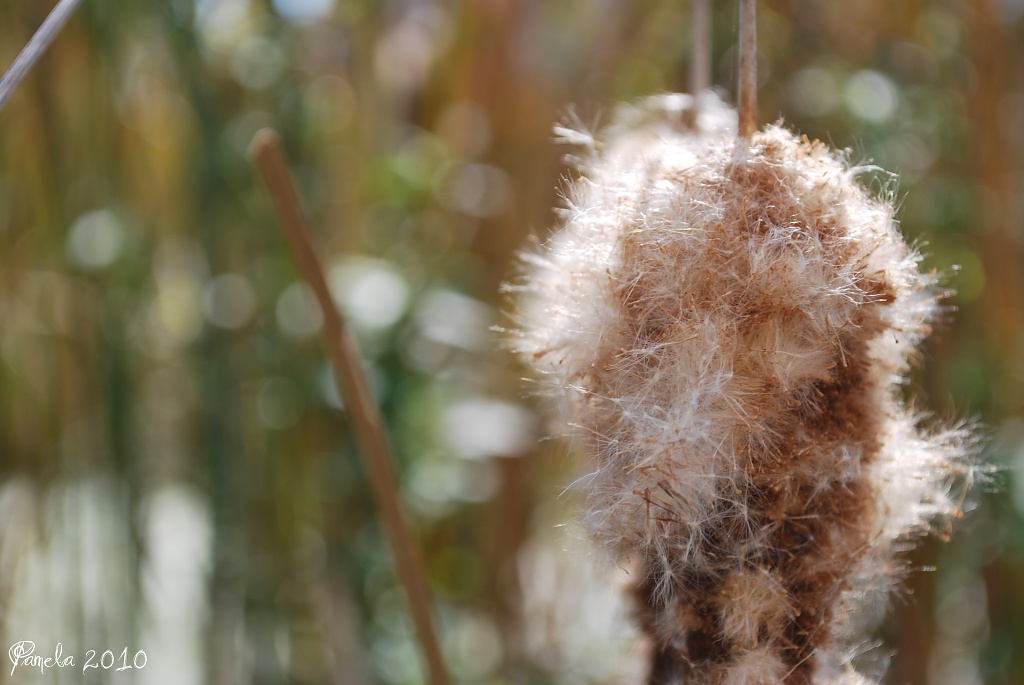 cattail fluff.... by earthbeone