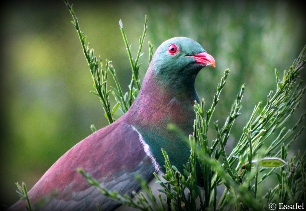 20150115 Kereru by essafel