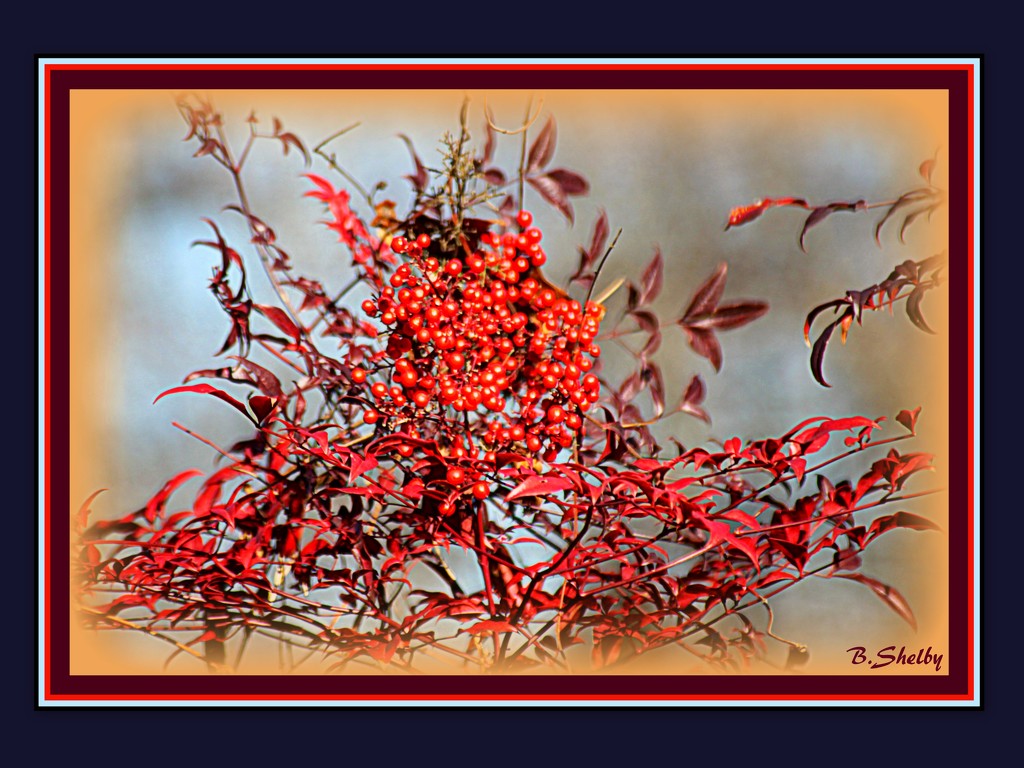 Red berries to brighten a dull day by vernabeth