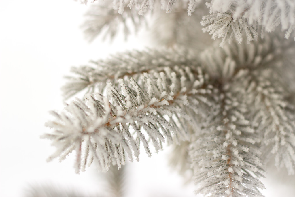 Hoars frost overload by tracymeurs