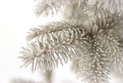 15th Jan 2015 - Hoars frost overload
