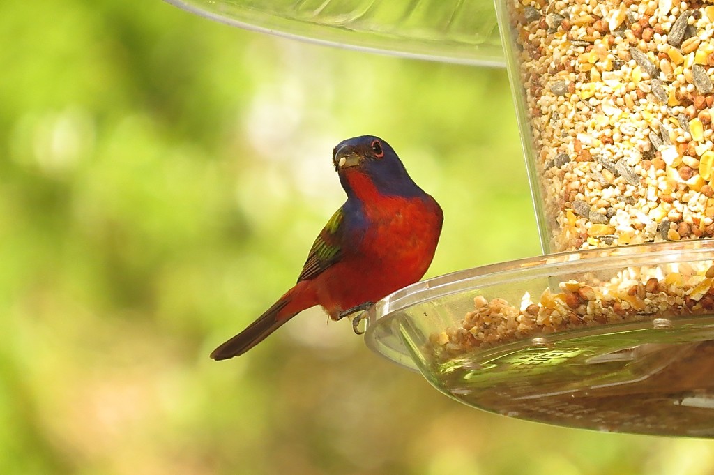 Painted Bunting by rob257
