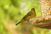 14th Jan 2015 - Female Painted Bunting