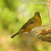 Female Painted Bunting by rob257
