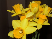 14th Jan 2015 - Daffodils