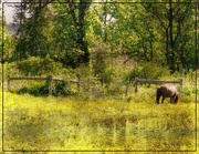 14th Jan 2015 - A Horse in a Field