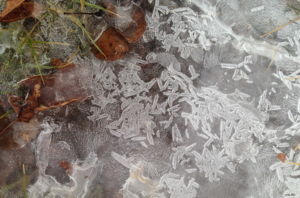 Ice, leaves and grass by loweygrace
