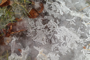 15th Jan 2015 - Ice, leaves and grass