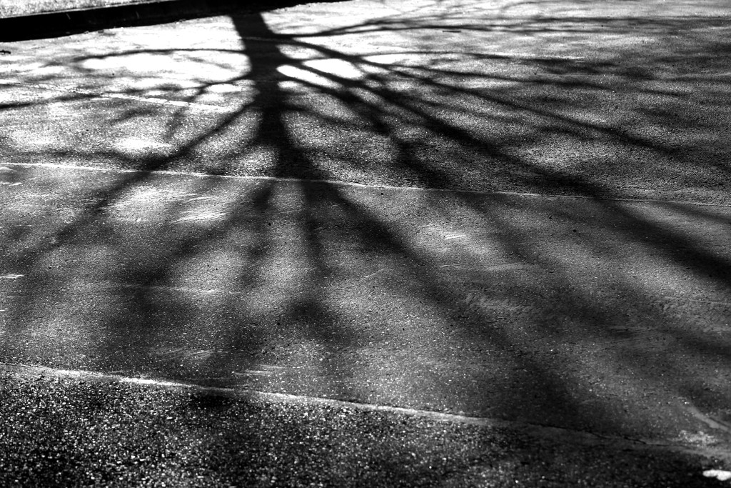 Tree Shadow by nanderson