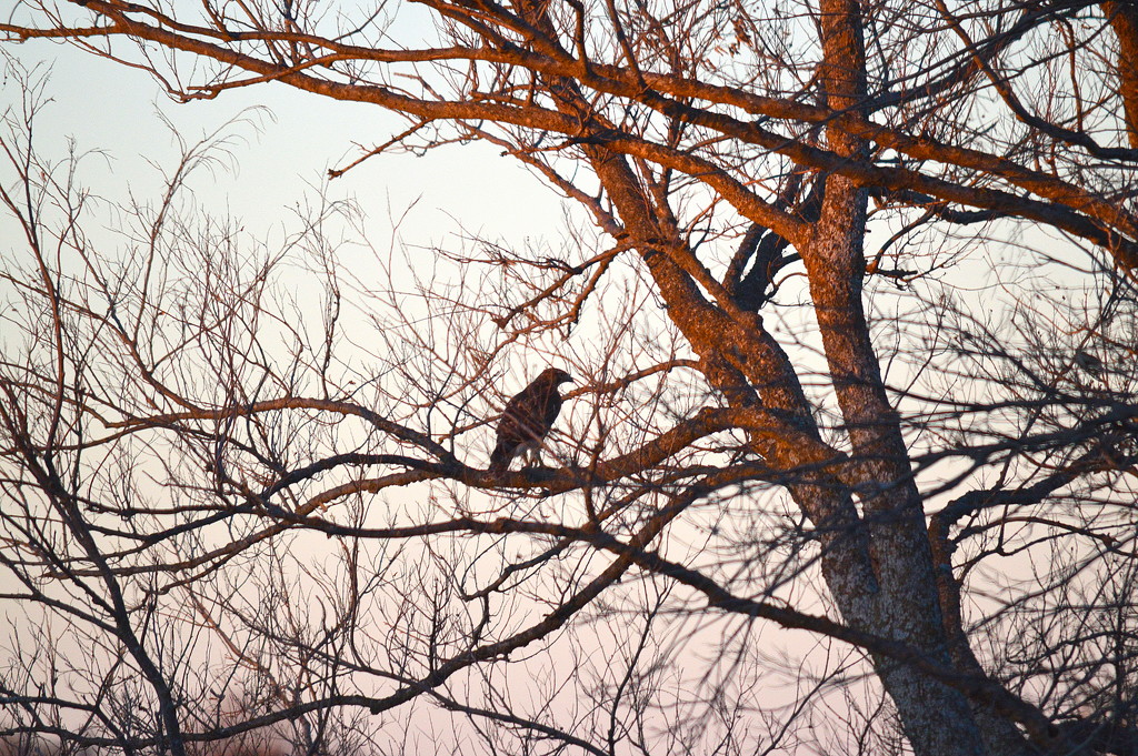 Tree of Promise by kareenking