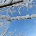 Frosty Branch by harbie