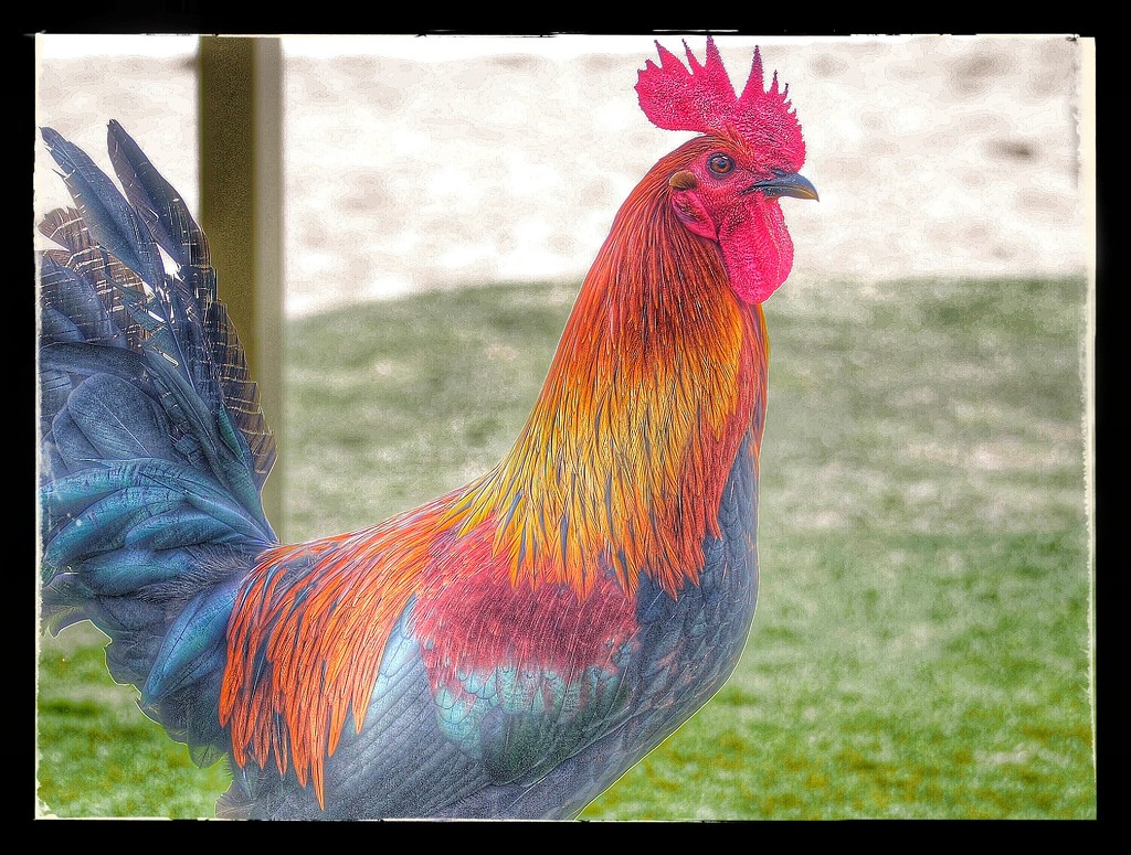 Wild Rooster of Kauai by redy4et