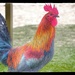 Wild Rooster of Kauai by redy4et