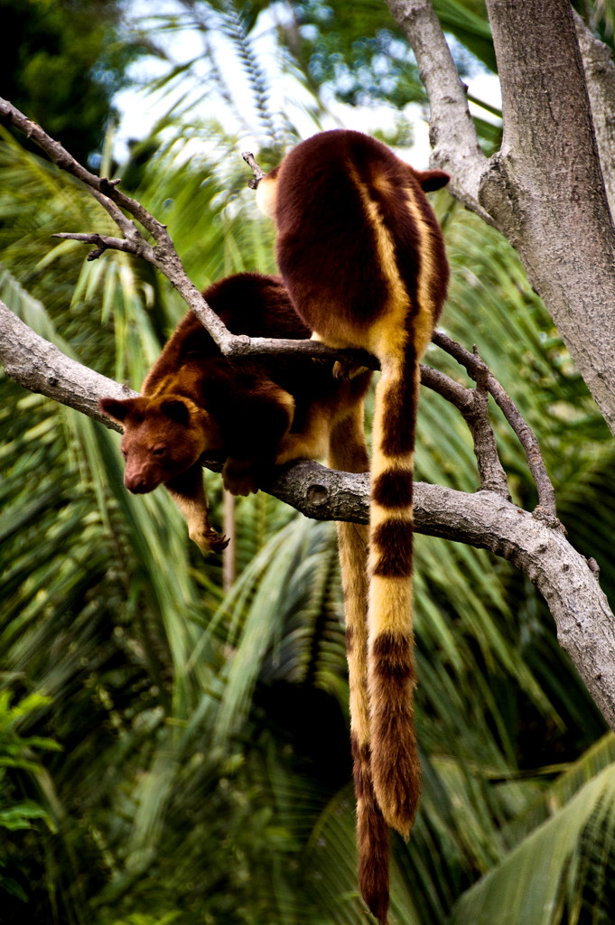 Goodfellow's Tree Kangaroos by annied