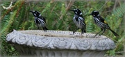 16th Jan 2015 - New Holland Honey Eaters enjoying a bath