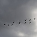 Geese Flying by philhendry