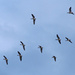 Geese Flying by philhendry