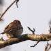 Sparrow by philhendry