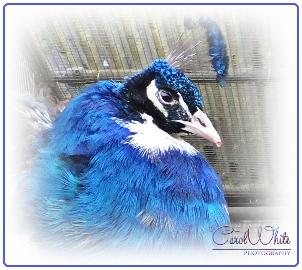 Peacock by carolmw