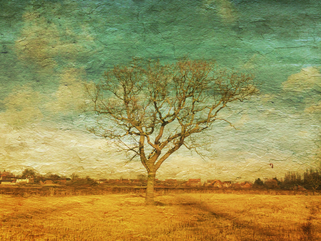 lone tree by jocasta