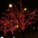 Red tree!  by parisouailleurs