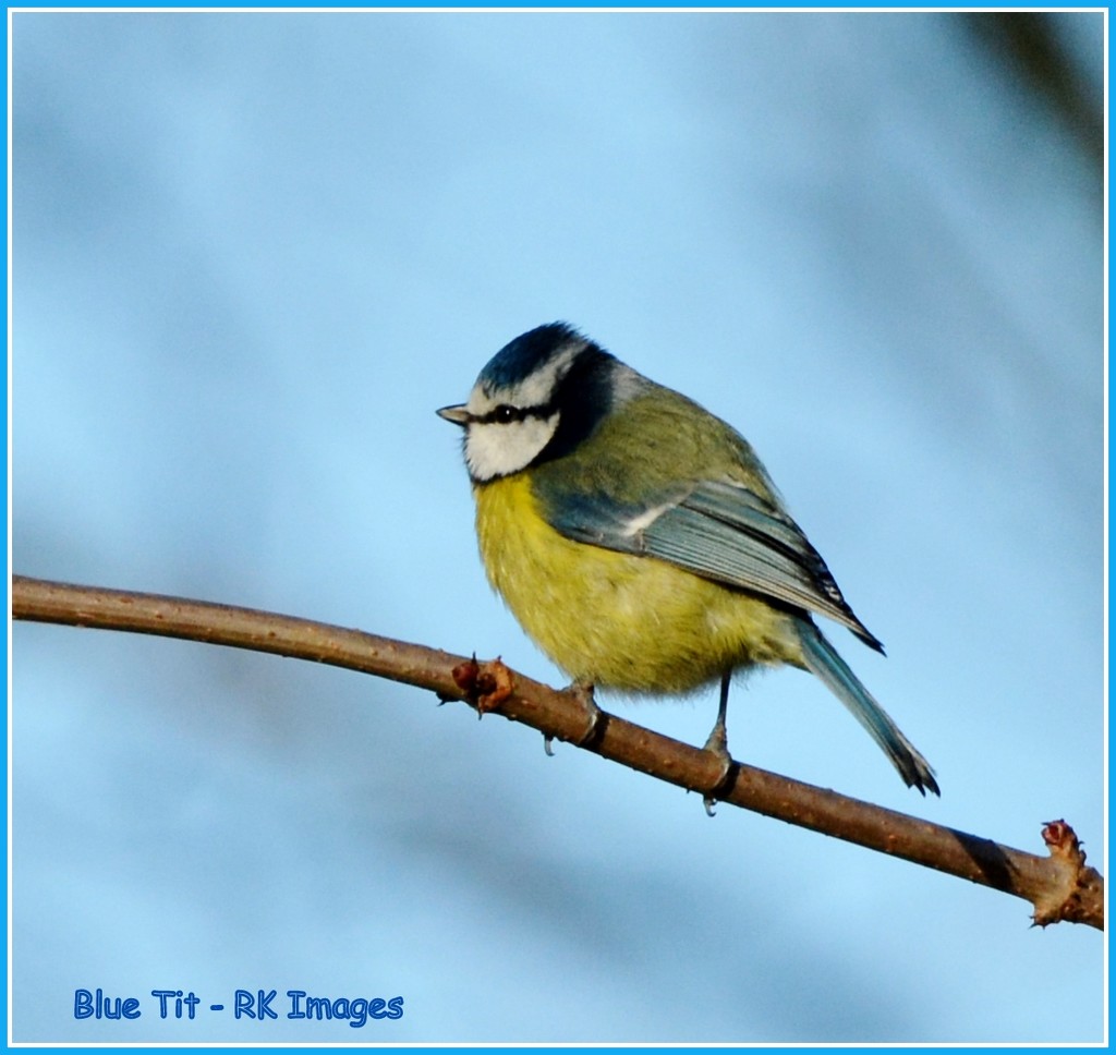 Blue Tit  by rosiekind