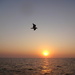 Fly high... even if the sun sets  by amrita21