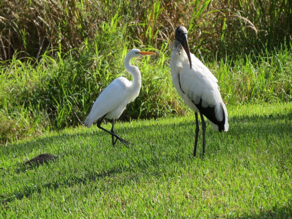 Great Egret (?) and Wood Stork by rob257